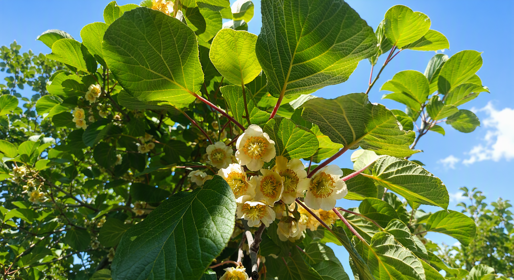 科学疏花