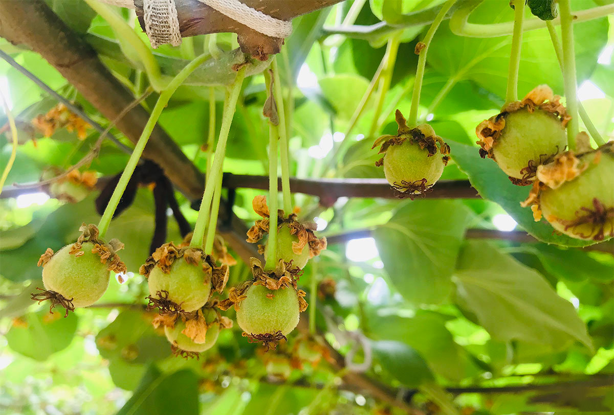 夏 · 疏果定果