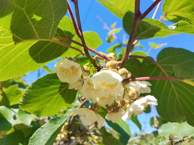 科学疏花